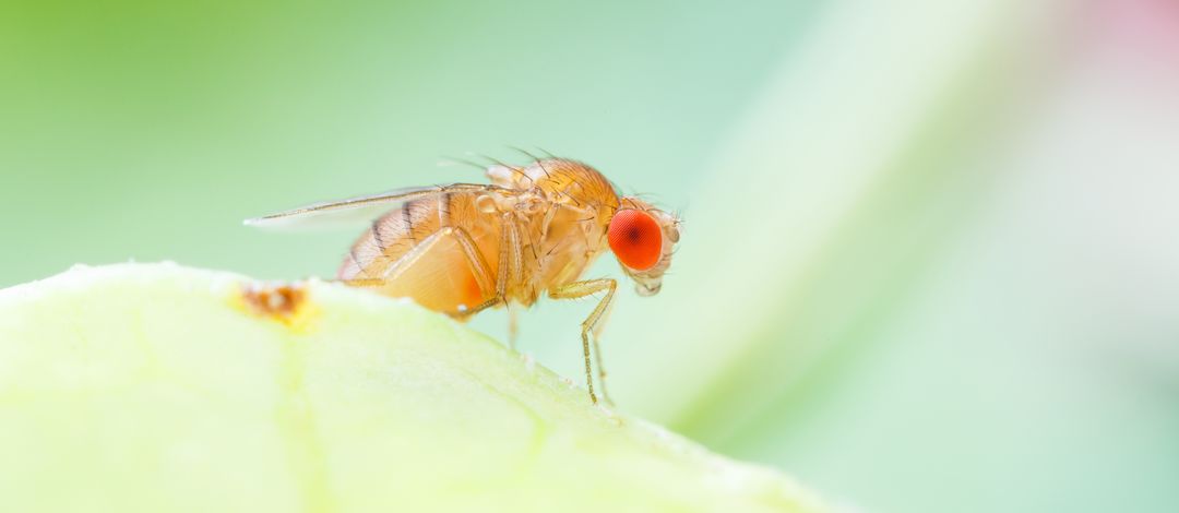 Eine Fruchtfliege sitzt auf einem grünen Blatt, Foto: Colourbox