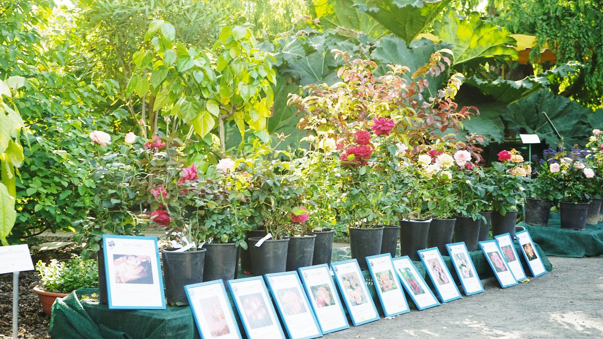 zur Vergrößerungsansicht des Bildes: Verkaufsstand mit einem umfangreichen Rosensortiment auf dem Leipziger Pflanzenmarkt.