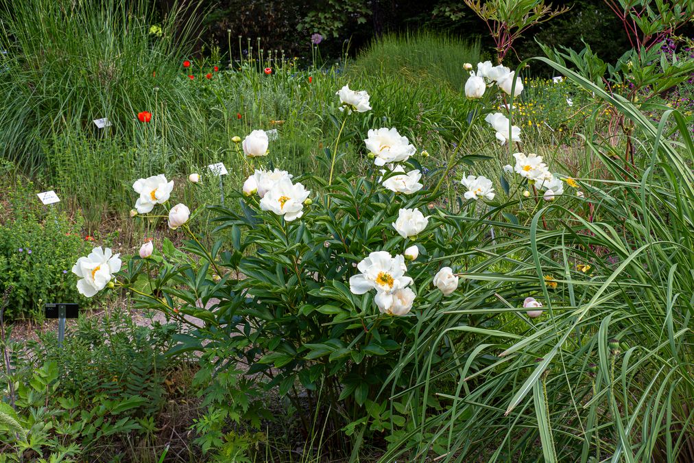 zur Vergrößerungsansicht des Bildes: Paeonia lactiflora (gehört zu den Staudenpfingstrosen), Foto: Wolfgang Teschner