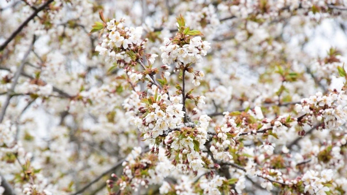 zur Vergrößerungsansicht des Bildes: Blüten einer Vogel-Kirsche im Leipziger Auwald. Foto: Rolf A. Engelmann