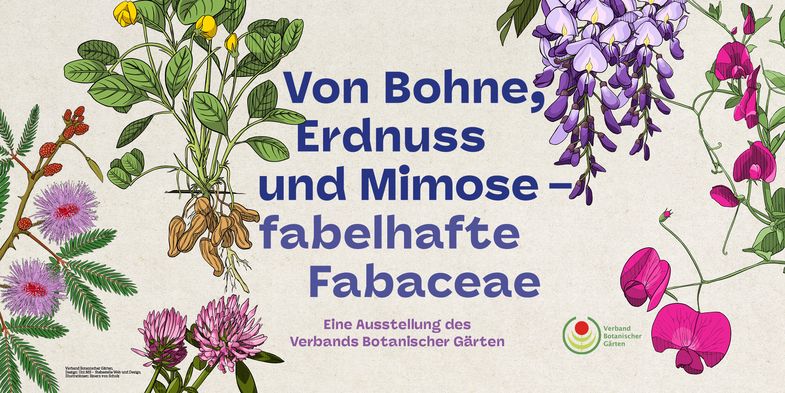 Von Bohne Erdnuss und Mimose – Fabelhafte Fabaceae, Webbanner: Verband Botanischer Gärten e.V.