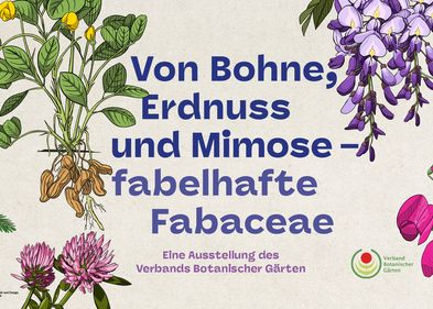 Von Bohne Erdnuss und Mimose – Fabelhafte Fabaceae Von Bohne Erdnuss und Mimose – Fabelhafte Fabaceae, Webbanner: Verband Botanischer Gärten e.V.
