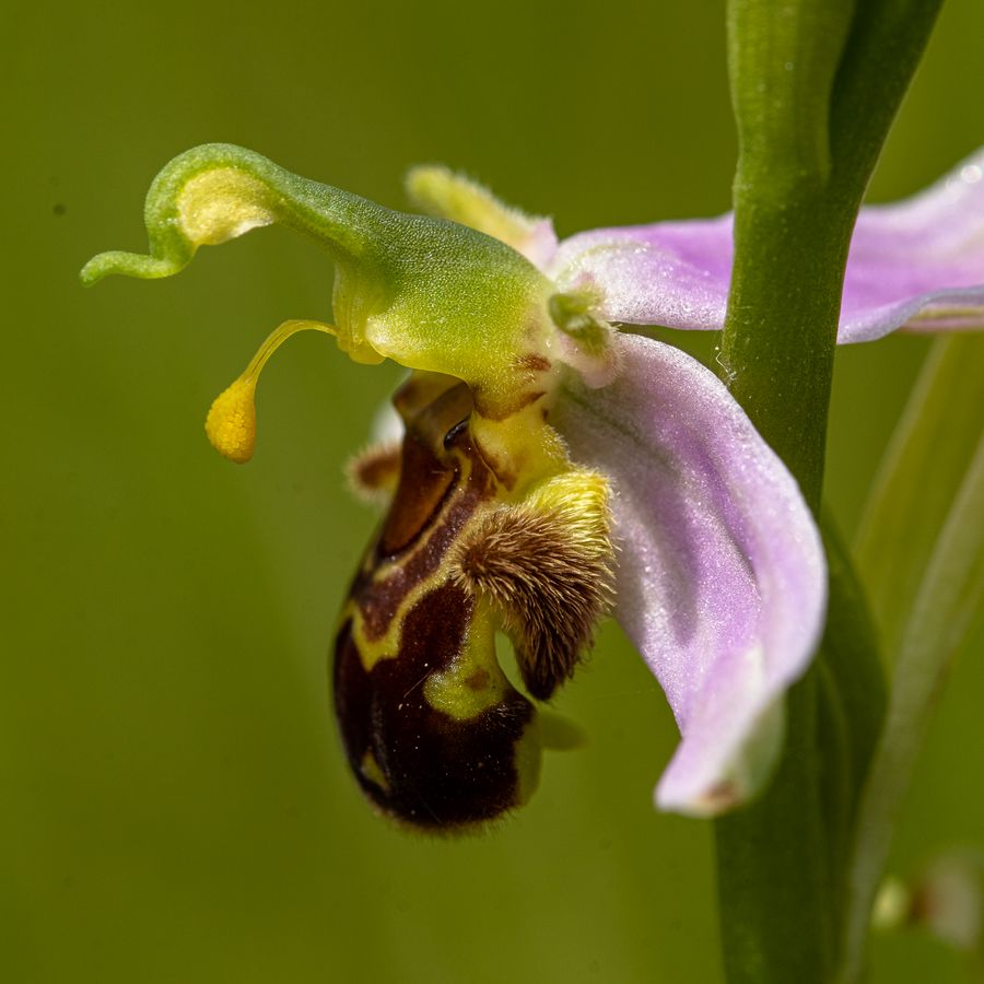 Großaufnahme einer Blüte des Bienen-Ragwurz (Ophrys apifera)
