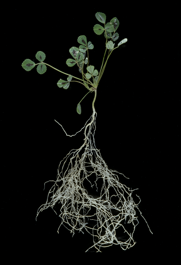 Medicago truncatula, die Modellpflanze für arbuskuläre Mykorrhiza