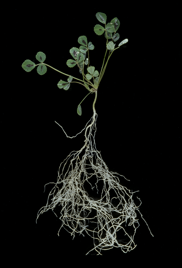 enlarge the image: Photograph of the plant Medicago truncatula