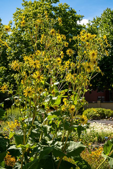 zur Vergrößerungsansicht des Bildes: Die durchwachsene Silphie (Silphium perfoliatum), Foto: Wolfgang Teschner