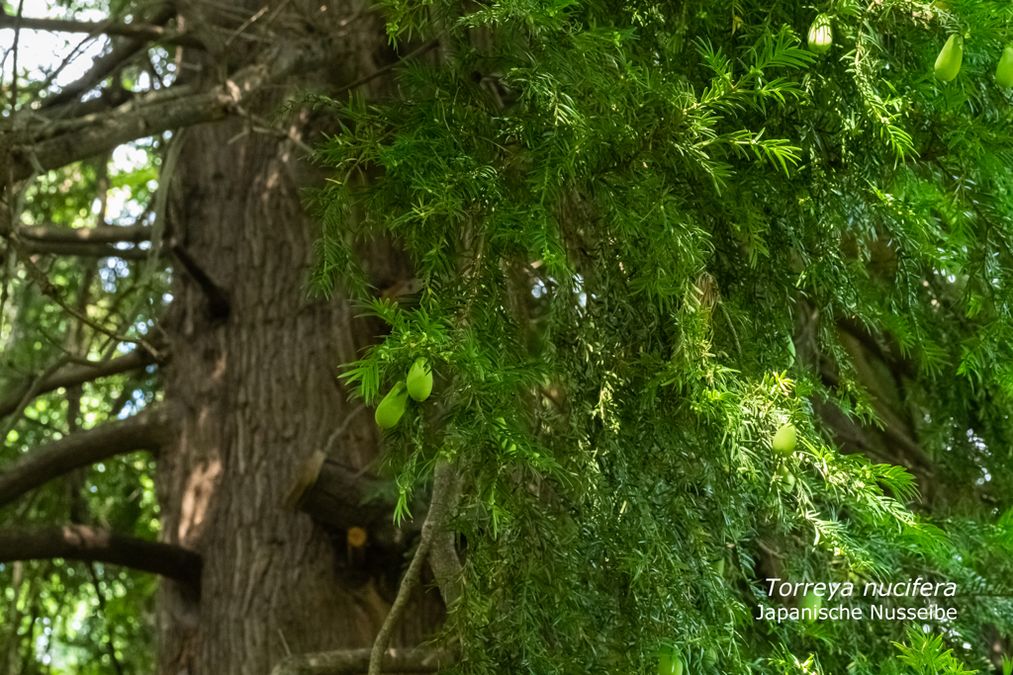 zur Vergrößerungsansicht des Bildes: Japanische Nusseibe (Torreya nucifera), Foto: Wolfgang Teschner