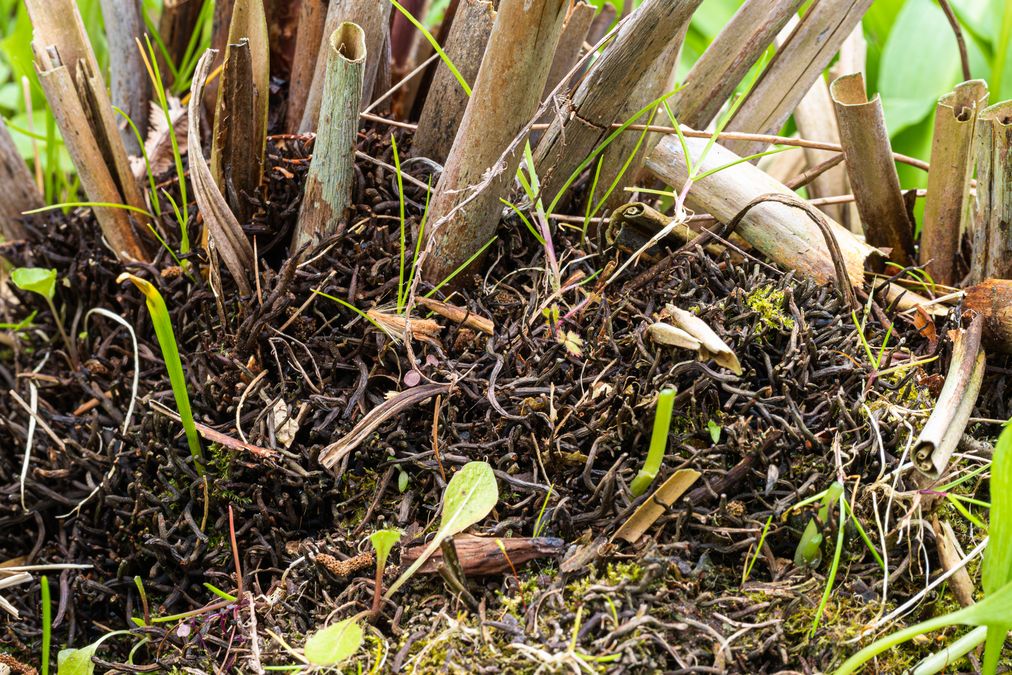 zur Vergrößerungsansicht des Bildes: Königsfarn (Osmunda regalis), Foto: Wolfgang Teschner