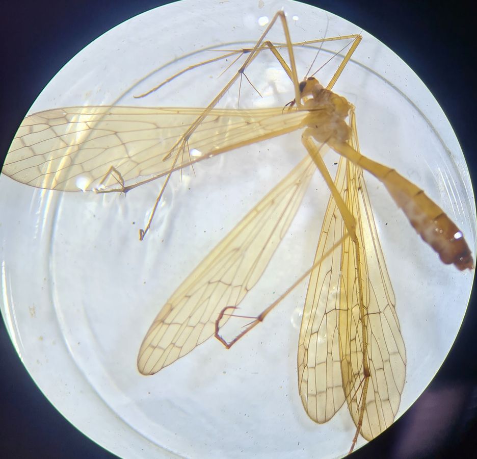 zur Vergrößerungsansicht des Bildes: Bittacus hageni, Mückenhaft, Aufnahme unter dem Bino