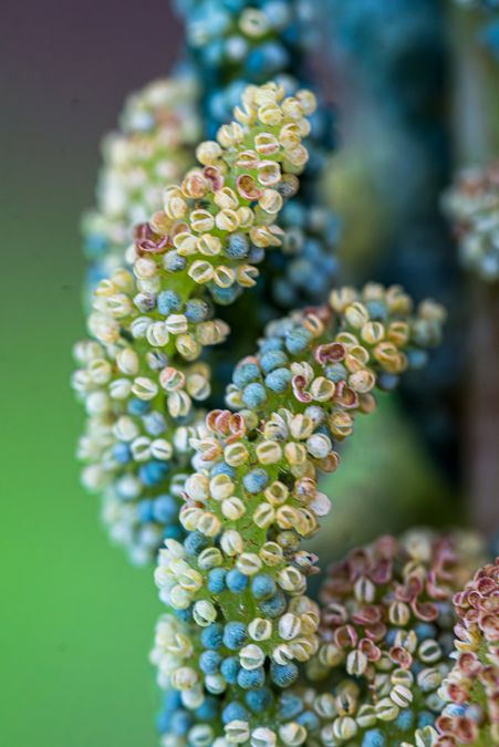 zur Vergrößerungsansicht des Bildes: Königsfarn (Osmunda regalis), Foto: Wolfgang Teschner