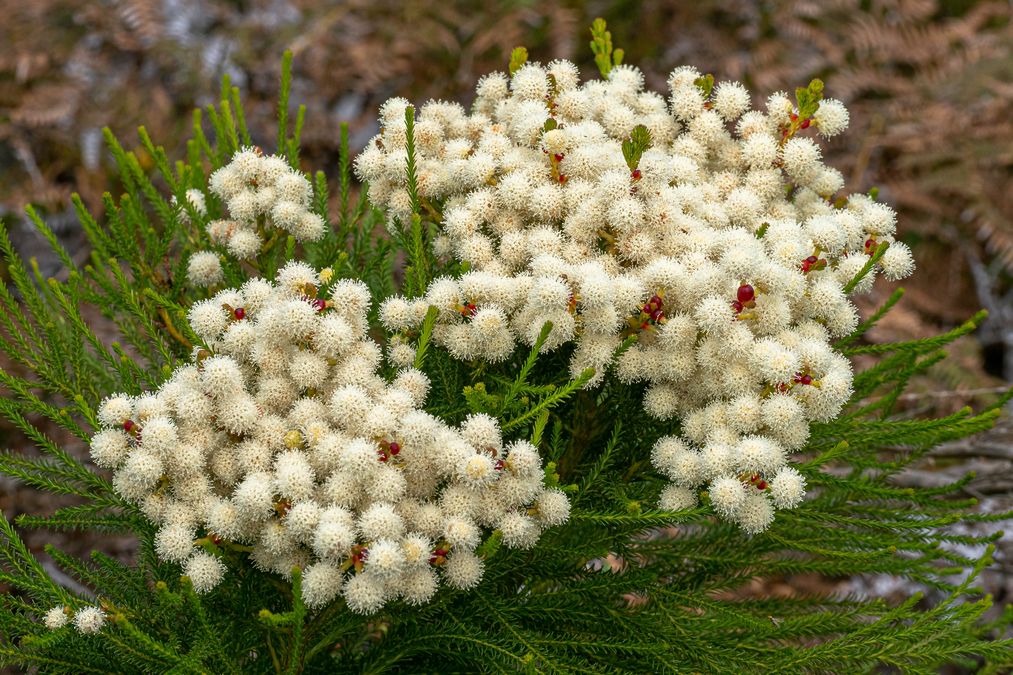 zur Vergrößerungsansicht des Bildes: Berzelia lanuginosa; Foto: Wolfgang Teschner