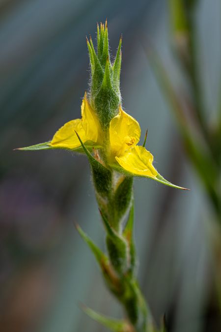 zur Vergrößerungsansicht des Bildes: Blüte des Wolligen Froschmäulchens (Philydrum lanuginosum); Foto: Wolfgang Teschner