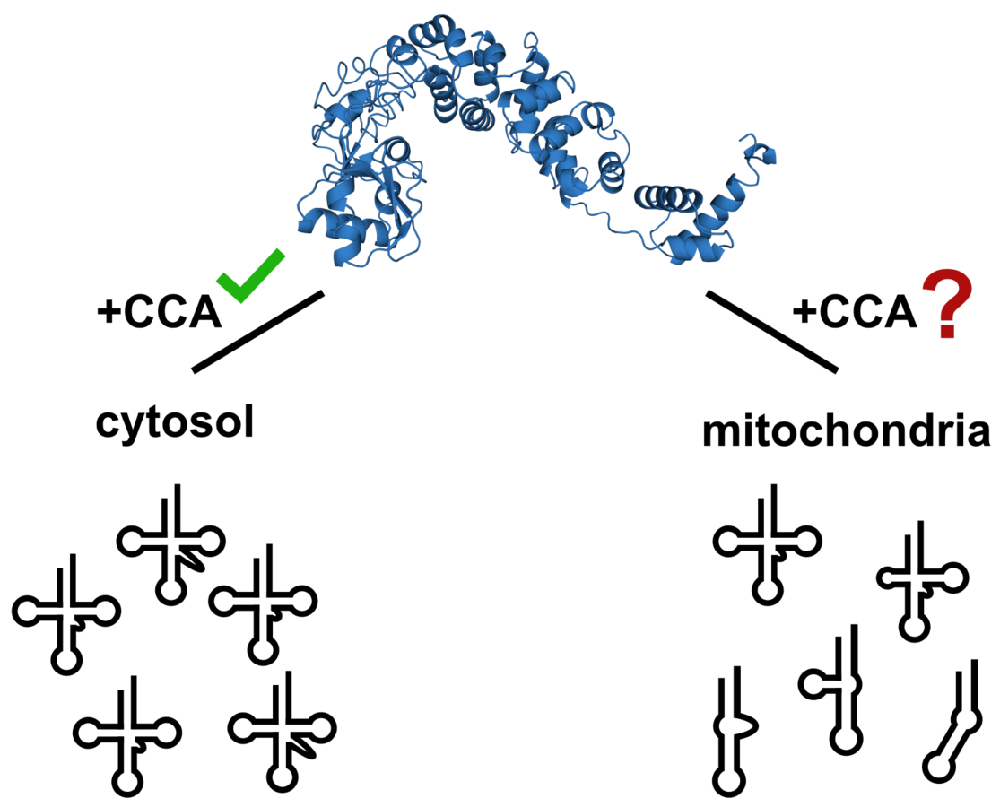 zur Vergrößerungsansicht des Bildes: spezialisierte CCA-addierende Enzyme erkennen kanonische und bizarre tRNAs