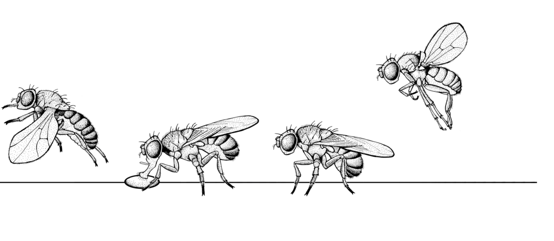 Vier Zeichnungen einer Fliege im Landeanflug, beim Essen und beim Abflug (Zeichnung: Merlin Szymanski)