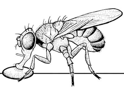 Zeichnung einer fressenden Fliege (Zeichnung: Merlin Szymanski)