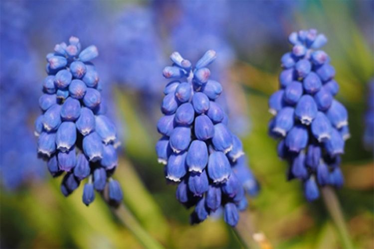 Der Gartenbau kann einen wichtigen Beitrag zur Bestandsentwicklung von Pflanzenarten leisten. Die Traubenhyazinthe (<em>Muscari botryoides</em>) wird auf der deutschen Roten Liste als &bdquo;gef&auml;hrdet" gef&uuml;hrt, wird aber h&auml;ufig als Zierpflanze verwendet und hat ihren Bestand in den letzten Jahrzehnten um 65 Prozent erh&ouml;ht.&nbsp;