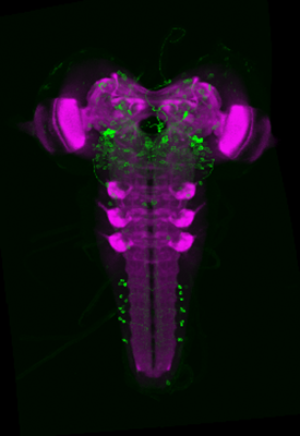 Darstellung von Nervenzellen im SEZ der Drosophila Larve