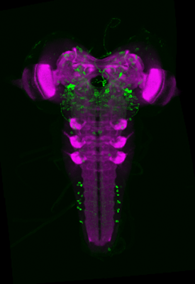 enlarge the image: Darstellung von Nervenzellen im SEZ der Drosophila Larve