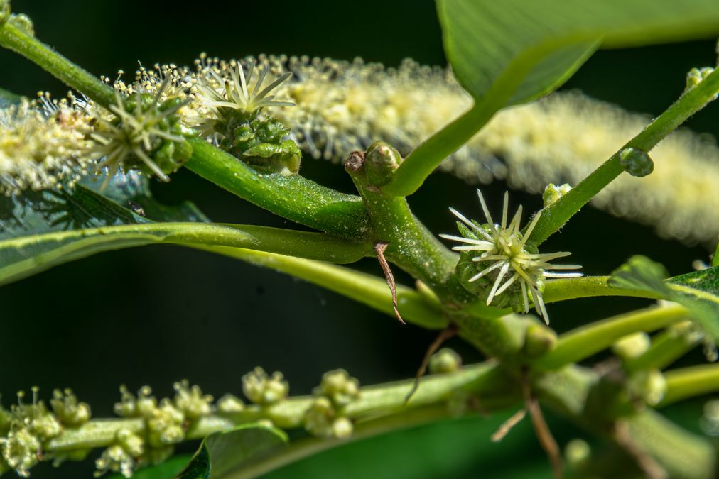 zur Vergrößerungsansicht des Bildes: Blütenstand der Edelkastanie (Castanea sativa), Foto: Wolfgang Teschner