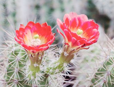 Zwei rote Blüten an einem Kaktus der Gattung Echinocereus. Unscharf im Hintergrund Teile des Kaktus.