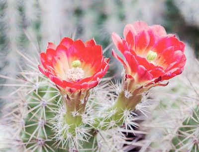 Zwei rote Blüten an einem Kaktus der Gattung Echinocereus. Unscharf im Hintergrund Teile des Kaktus.