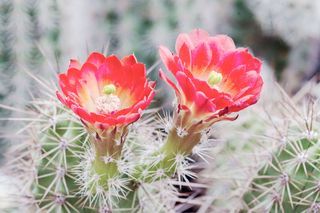 Zwei rote Blüten an einem Kaktus der Gattung Echinocereus. Unscharf im Hintergrund Teile des Kaktus.