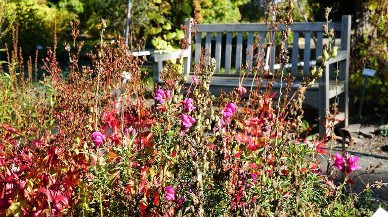 Herbststimmung im Botanischen Garten der Universität Leipzig, Foto: Botanischer Garten Leipzig