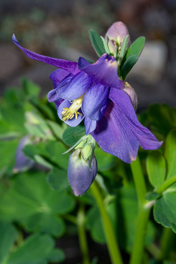 zur Vergrößerungsansicht des Bildes: Großaufnahme einer Blüte der Rocky Mountain Ackelei 