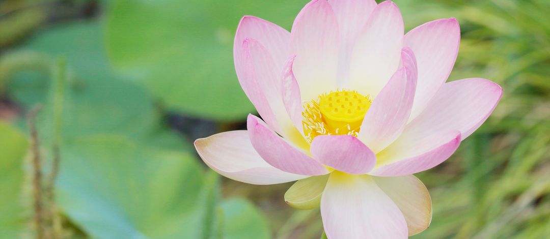 Rosafarbene Blüte einer geöffneten Lotosblume (Nelumbo). 