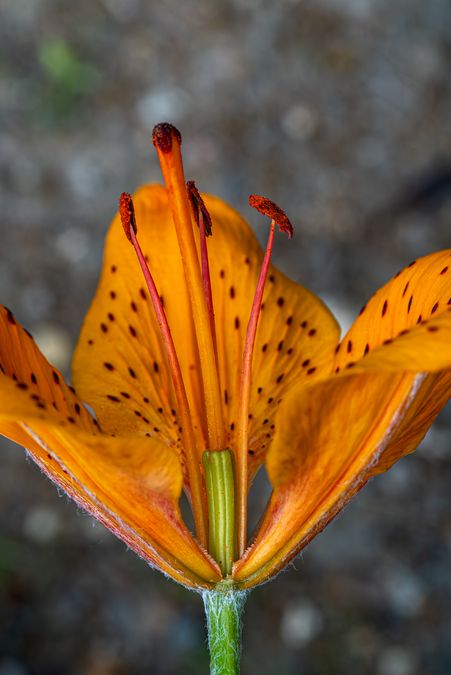 zur Vergrößerungsansicht des Bildes: Feuerlilie (Lilium bulbiferum var. bulbiferum), Foto: Wolfgang Teschner