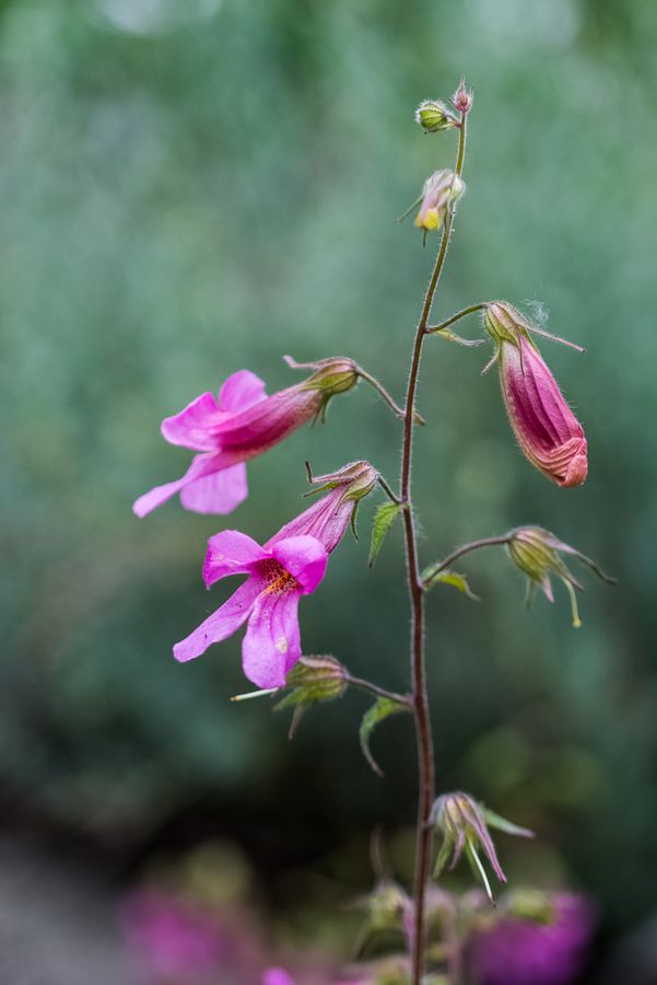 zur Vergrößerungsansicht des Bildes: Eine einzelne Rehmannia mit drei violetten Blüten