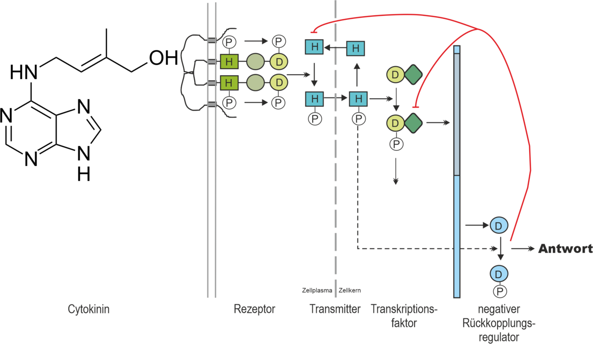 enlarge the image: Scheme showing the signal transduction network of the plant hormone cytokinin