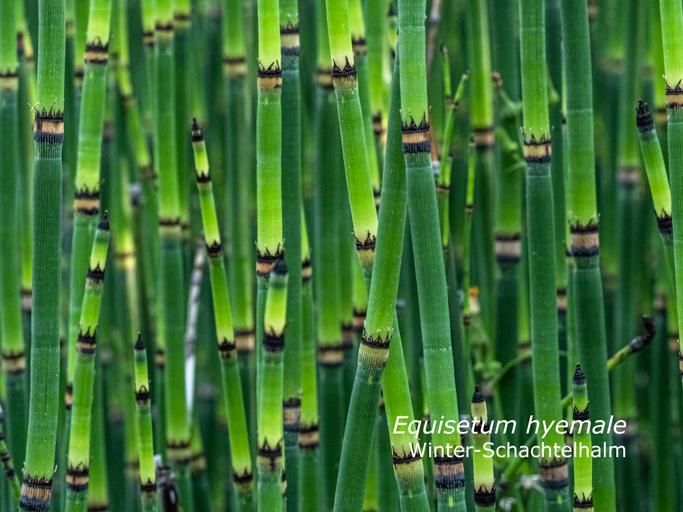 zur Vergrößerungsansicht des Bildes: Winter-Schachtelhalm (Equisetum hyemale), Foto: Wolfgang Teschner