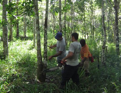Students during the fieldwork in the forest