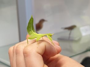 Wandelndes Blatt auf der Hand