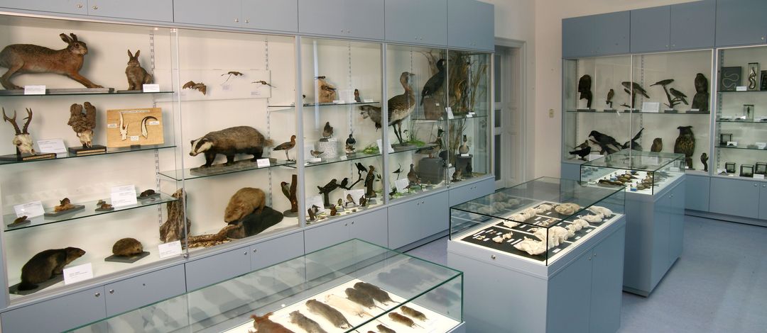 Vitrine Säugetiere, Zoologische Sammlung