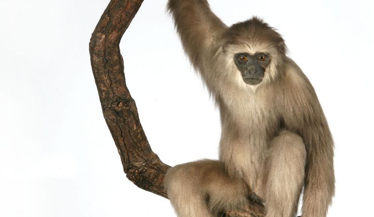 Gibbon auf einem Ast