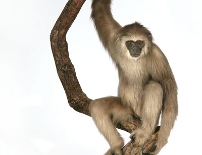 Gibbon (Hylobates leuciscus) auf einem Ast