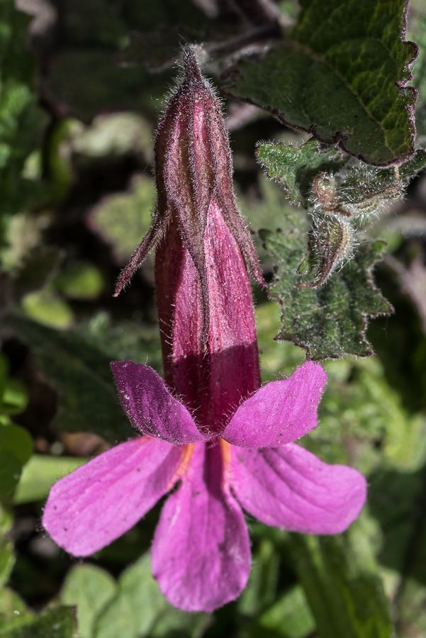 zur Vergrößerungsansicht des Bildes: Eine einzlene, violette Blüte der Rehmannia