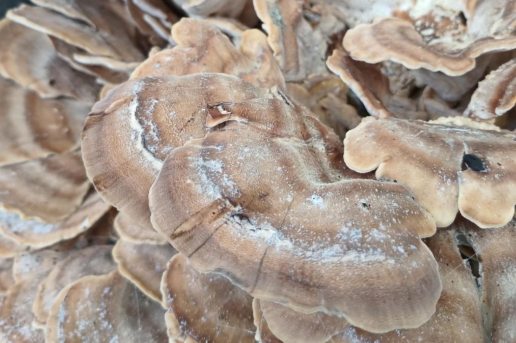 zur Vergrößerungsansicht des Bildes: Riesenporling (Meripilus giganteus) im Botanischen Garten Leipzig, Foto: Rolf Engelmann.