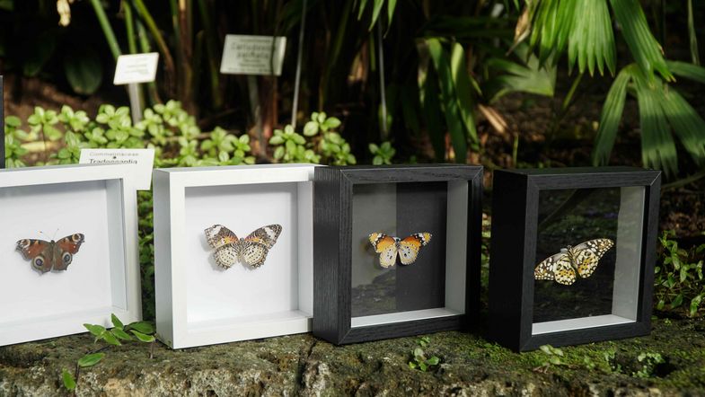 Jedes Jahr im Dezember verkauft der Botanische Garten Leipzig als Geschenke die 'Alten Falter' - präparierte Schmetterlinge aus unserer Schmetterlingsschau