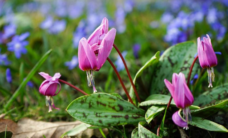 Hundszahn (Erythronium dens-canis), Foto: Botanischer Garten Leipzig