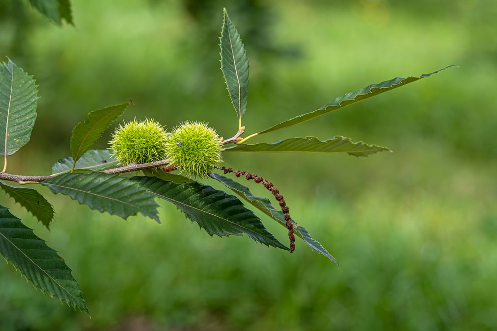 zur Vergrößerungsansicht des Bildes: Früchte der Edelkastanie (Castanea sativa), Foto: Wolfgang Teschner
