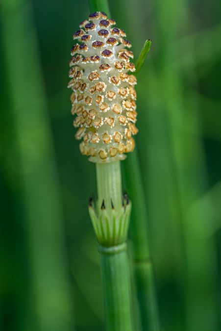 zur Vergrößerungsansicht des Bildes: Blüte des Teich-Schachtelhalm (Equisetum fluviatile), Foto: Wolfgang Teschner