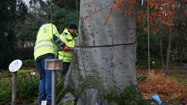 Messung der Stammdicke der Blutbuche (Fagus sylvatica f. purpurea)