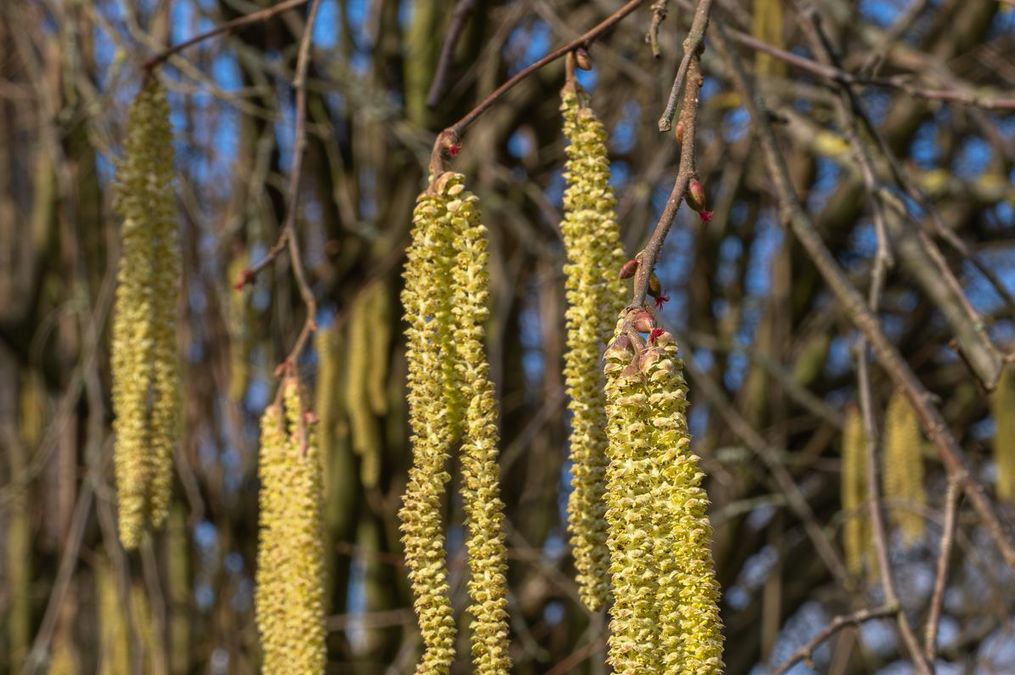 zur Vergrößerungsansicht des Bildes: Männliche Blüte der blühenden Gemeinen Hasel (Corylus avellana), Foto: Wolfgang Teschner
