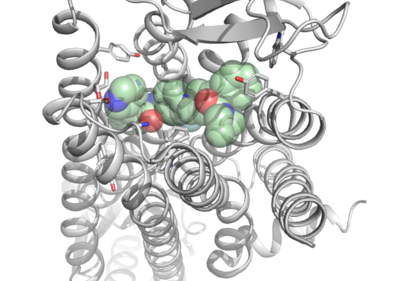 Molekulare Wechselwirkungen des Rezeptorblockers JNJ-31020028 (hellgrün, Stickstoffatome in blau, Sauerstoffatome in rot hervorgehoben) am humanen Y2-Rezeptor (grau). Der Rezeptor sitzt mit sieben Helices in der Zellmembran und ist von der äußeren Seite für seine Liganden zugänglich.