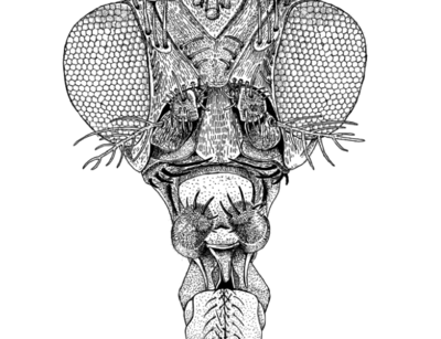 Zeichnung eines Fliegenkopfes von vorn (Zeichnung: Merlin Szymanski)