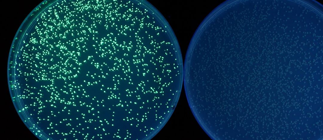 grün leuchtende Bakterienkolonien auf Agarplatte durch Exprssion von GFP