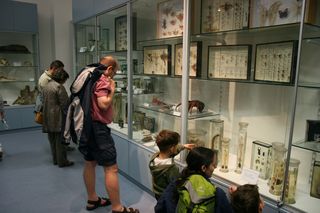 Übersichtsvitrinen der Zoologische Sammlung selbst entdecken